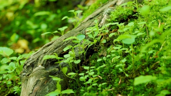 Ants Crawling. Green Grass in the Wild Forest