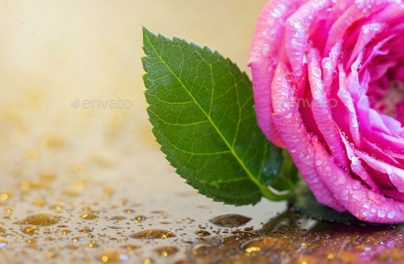 Spring, springtime - pink wet flower - Stock Photo - Images