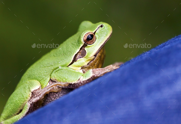Cute green frog close-up - Stock Photo - Images