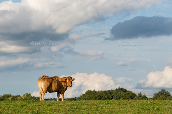 Aquitaine cow in a field - Stock Photo - Images
