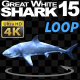 Shark 15 Swims in a Circle - VideoHive Item for Sale