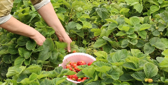 Gathering Ripe Strawberries Form the Garden Bed