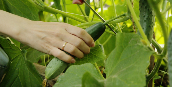 Cutting Cucumbers in Creenhouse