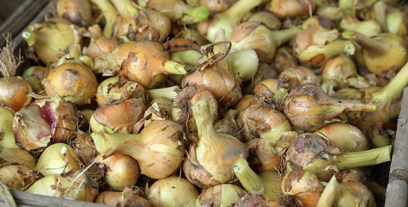 Heap of Onions in Closeup