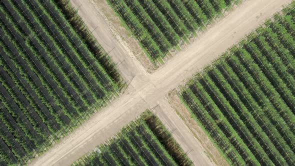 Bird eye view of well shaped plant field