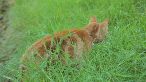 Bright Red Cat Is Walking in Yard and Eating a Grass, Looking at Camera,