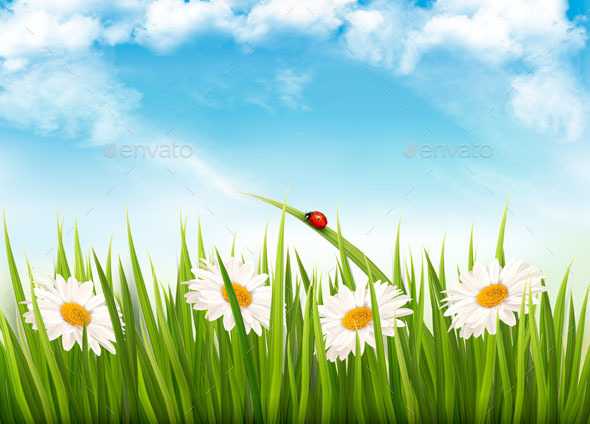 Nature Background With Green Grass Flowers and Butterfly - Seasons Nature