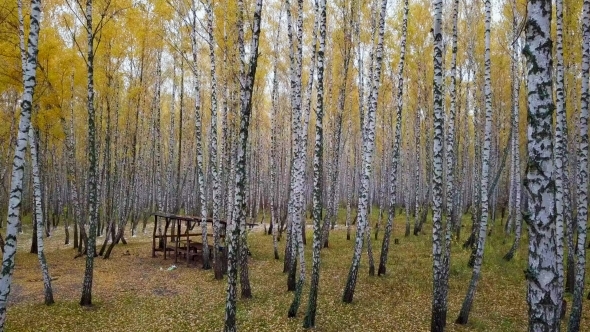 Autumn Aerial. Fliying Along Birch Grove. Aerial View. Directly Above the Deciduous Forest in Autumn