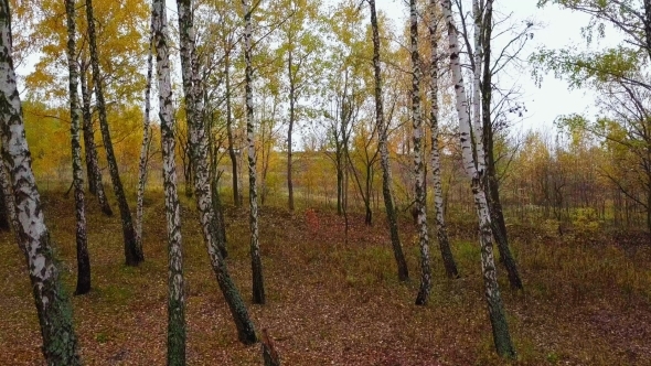 Fliying Along Birch Grove