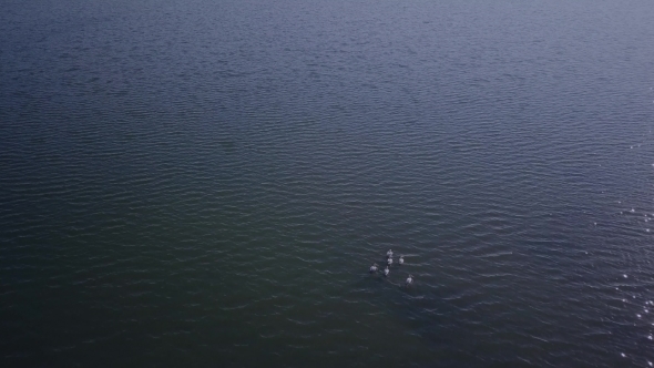Aerial View Flying Flock of Pelicans. Large Flock of Birds Great White Pelicans Flying Above the