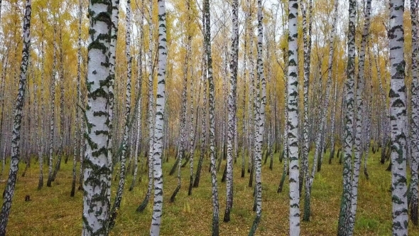 Autumn Aerial Fliying Along Birch Grove Aerial View. Directly Above the Deciduous Forest in Autumn