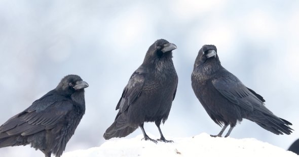 Pack of Ravens.