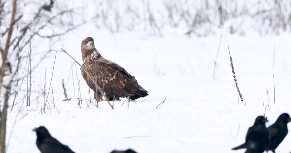 Large Bird Predator. White-tailed Eagle in Winter on White Snow. Black Ravens Fly in the Foreground