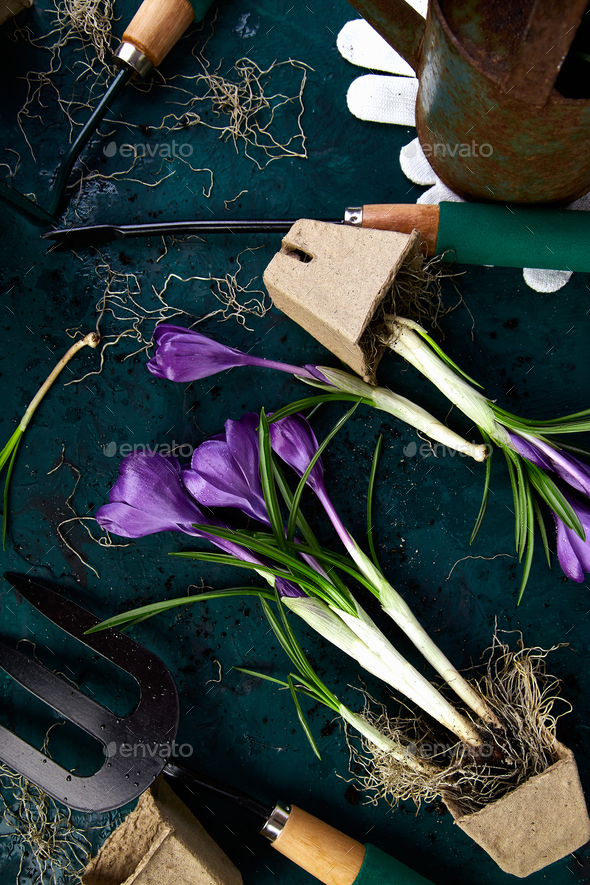 Gardening tools, peat pots, crocus flower. spring - Stock Photo - Images