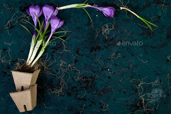 Gardening. Peat pots, crocus flower and young seedlings. spring - Stock Photo - Images
