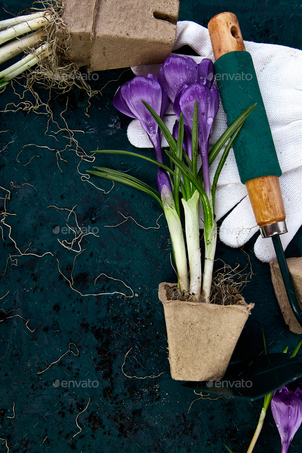 Gardening tools, peat pots, crocus flower. spring - Stock Photo - Images