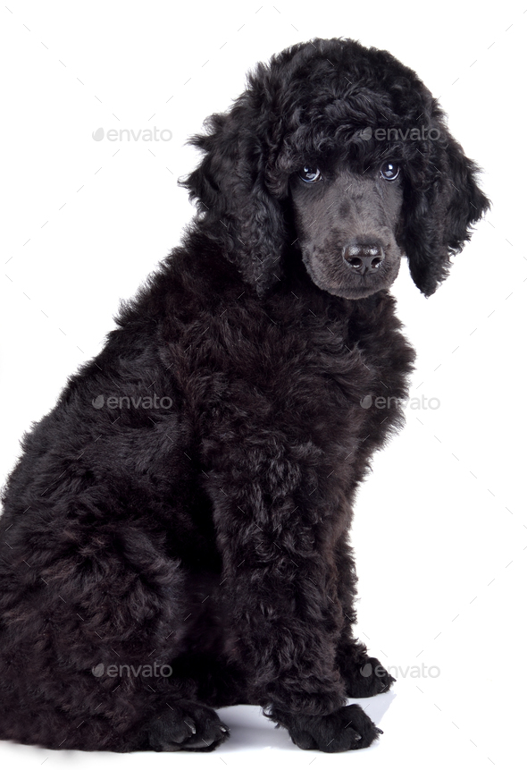 small black poodle