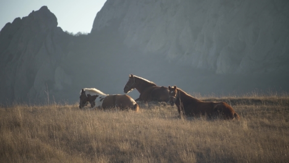 Three Horses Lie on Pasture in Autumn