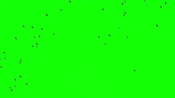 a Flock of Birds Flies on the Left To the Right To Greenscreen