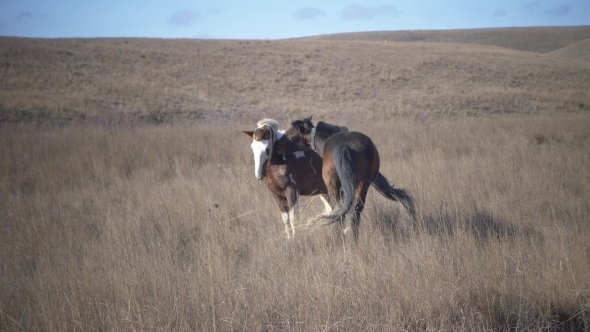 Pair of Horses Play in the Pasture