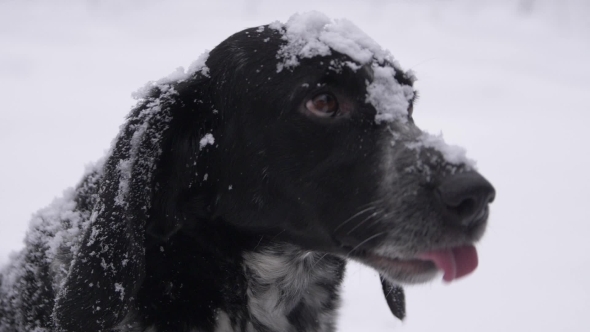 A Dog with Snow on the Muzzle Plays with the Child