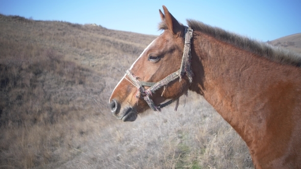 Head of a Brown Horse with a Cropped Mane