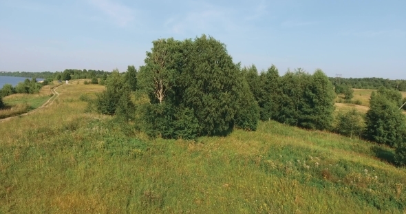 The Trees in the Field