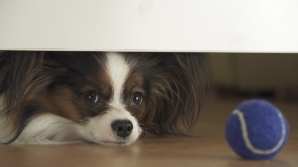 Dog Papillon Looks Under the Bed and Tries To Reach the Ball in Living Room Stock Footage Video alt