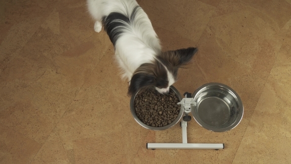 Dog Papillon Eats Dry Food From a Metal Bowl on Stand Stock Footage Video alt