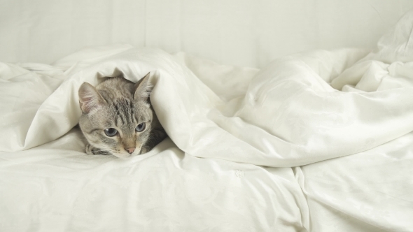 Thai Cat Lies Under Blanket on the Bed and Looks Around Stock Footage Video alt