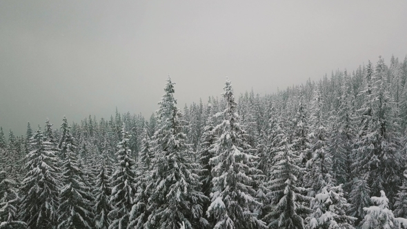  Snowy Spruce Forest in Winter Mountain Forest in Winter Whit Faling Snow alt