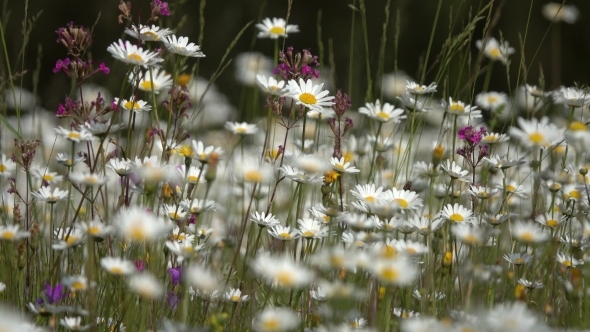 Daisies on a Meadow  alt