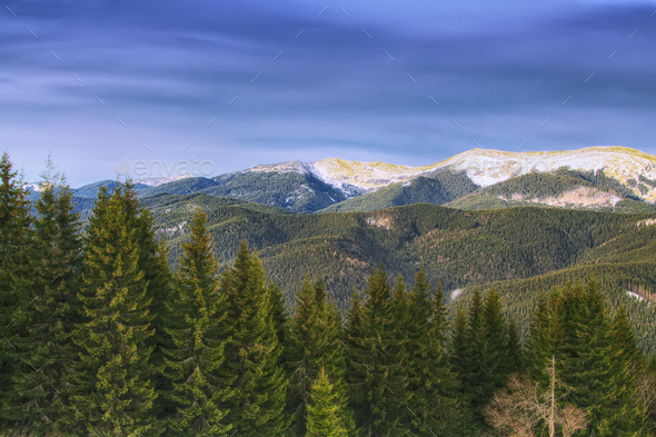 Spring mountain landscape with snowcapped montaines and fir fore - Stock Photo - Images