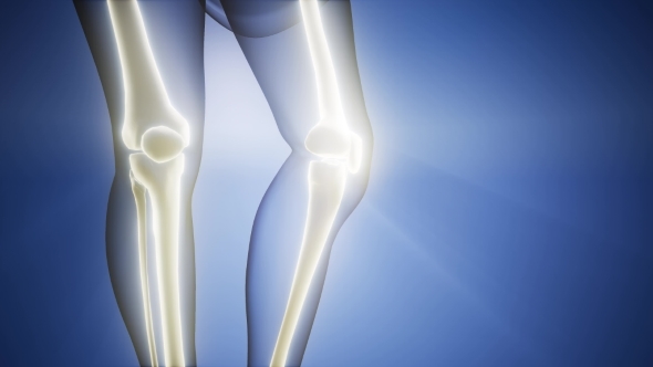 Human Bones Radiographic Scan, Motion Graphics | VideoHive