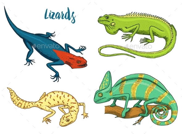 Chameleon Lizard, American Green Iguana, Reptiles - Animals Characters