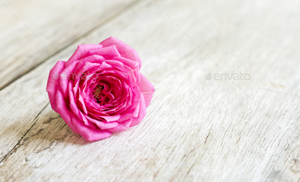 Spring, springtime concept - pink flower
