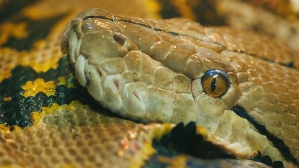 Asia's Giant Reticulated Python alt