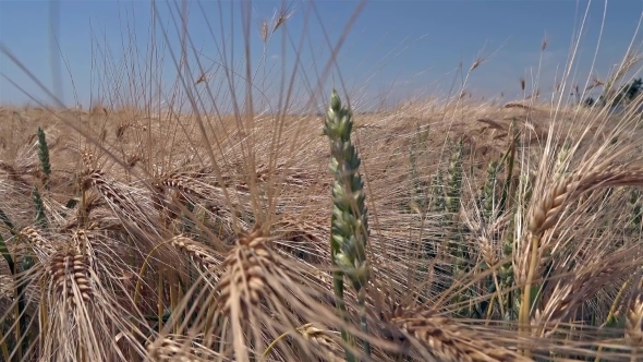 Ripe Wheat Ready for the Harvest