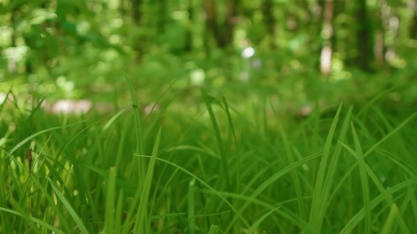 Green Grass Swaying in the Wind in the Forest