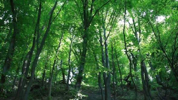 A Person Walking Through the Forest