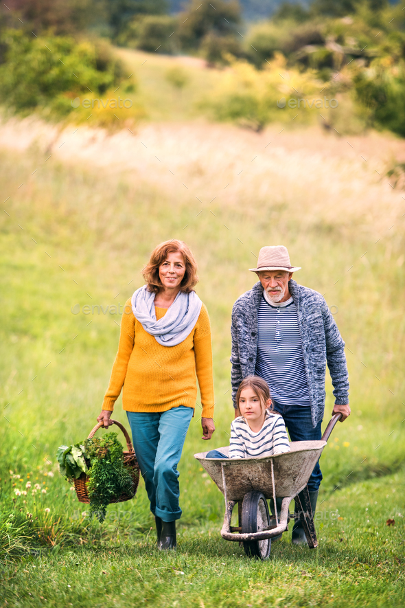 Senior couple with granddaughter gardening in the backyard garden. - Stock Photo - Images