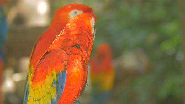 Close up view of two parrots 