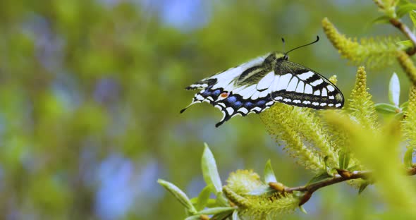 Papilio Machaon the Old World Swallowtail  a Butterfly of the Family Papilionidae alt