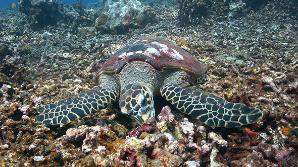 Hawksbill Sea Turtle Feeds on Dead Staghorn Coral, Stock Footage ...