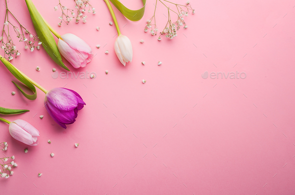 Pink flowers on a pink background. - Stock Photo - Images