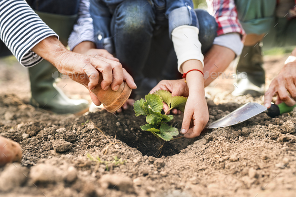 Senior couple with granddaughter gardening in the backyard garden. - Stock Photo - Images