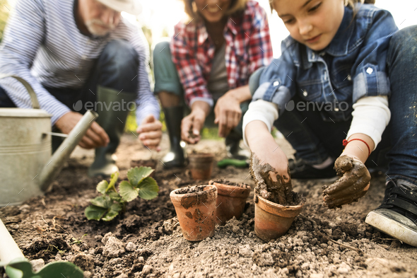 Senior couple with granddaughter gardening in the backyard garden. - Stock Photo - Images