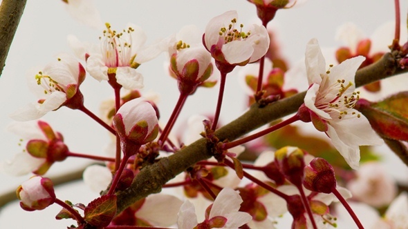 Sunny Spring Morning in Cherry Garden alt