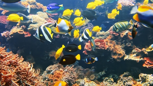 Tropical Fish Under Water, Stock Footage | VideoHive