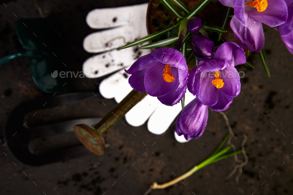 Gardening tools, young seedlings, crocus flower. spring - Stock Photo - Images